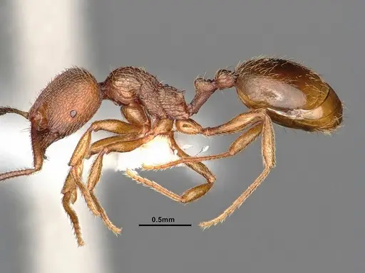 Stenamma californicum - CASENT0884267