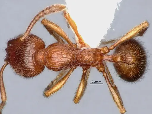 Stenamma californicum - CASENT0884439