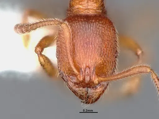 Stenamma californicum - CASENT0884439