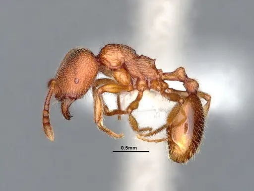 Stenamma californicum - CASENT0884439