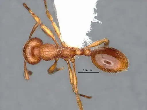 Stenamma californicum - CASENT0885494