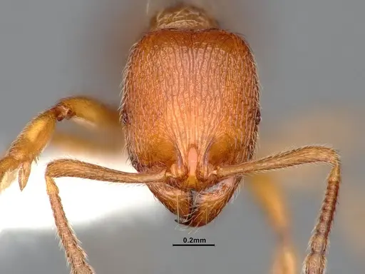 Stenamma californicum - CASENT0885494