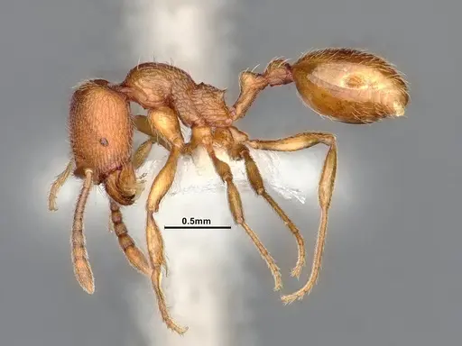 Stenamma californicum - CASENT0885494