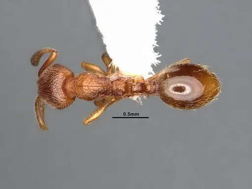 Stenamma californicum - CASENT4031367