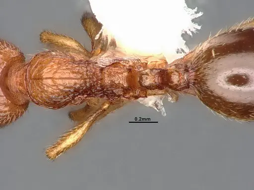 Stenamma californicum - CASENT4031367