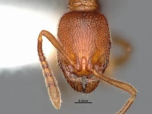 Stenamma californicum - CASENT4031367