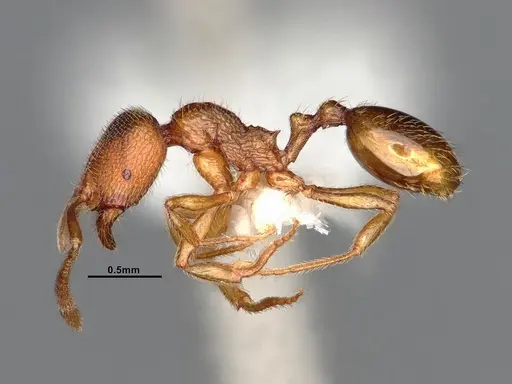 Stenamma californicum - CASENT4031367