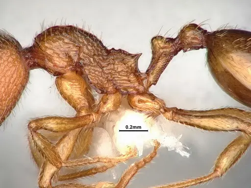 Stenamma californicum - CASENT4031367