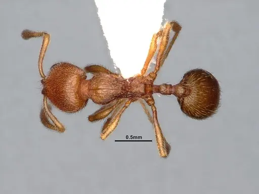 Stenamma californicum - CASENT4031368