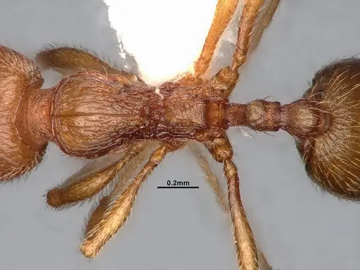 Stenamma californicum - CASENT4031368