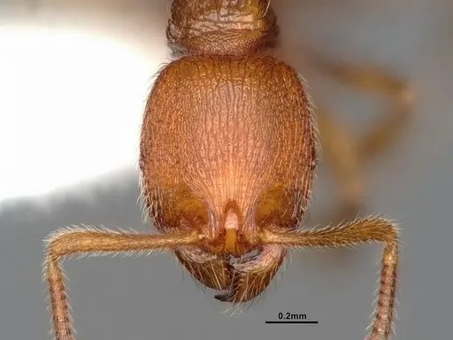 Stenamma californicum - CASENT4031368