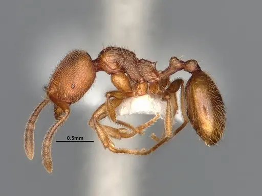 Stenamma californicum - CASENT4031368