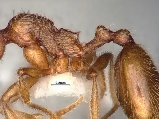 Stenamma californicum - CASENT4031368