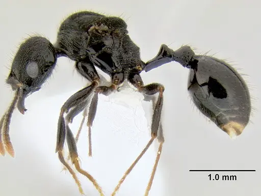 Stenamma callipygium specimen