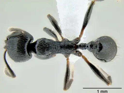 Stenamma callipygium - CASENT0606207