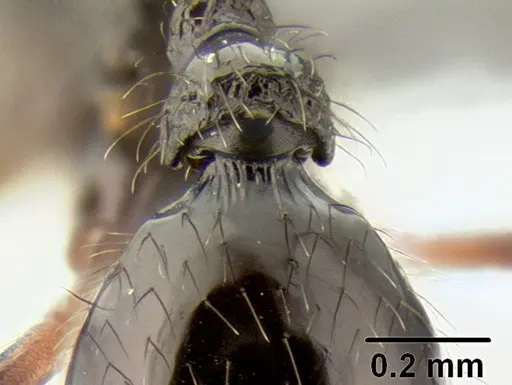 Stenamma callipygium - CASENT0606207