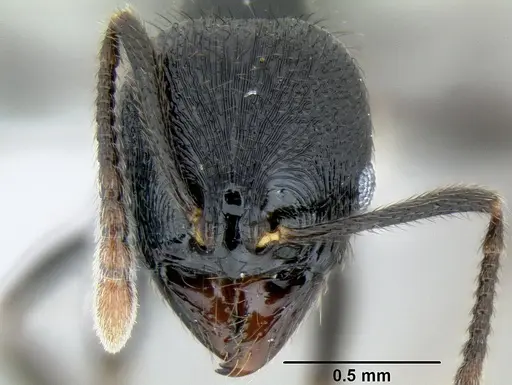 Stenamma callipygium - CASENT0606207