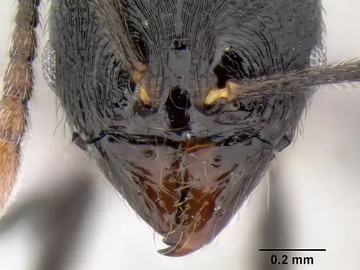 Stenamma callipygium - CASENT0606207