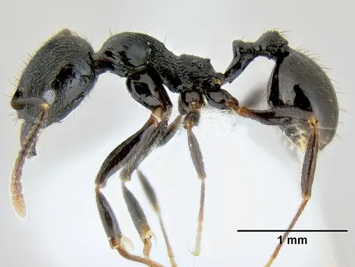 Stenamma callipygium - CASENT0606207