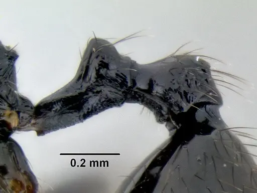 Stenamma callipygium - CASENT0606207