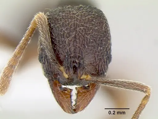 Stenamma catracho specimen