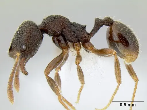 Stenamma catracho specimen