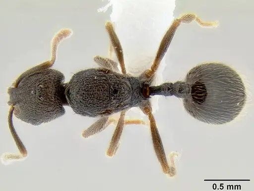 Stenamma catracho - CASENT0621305