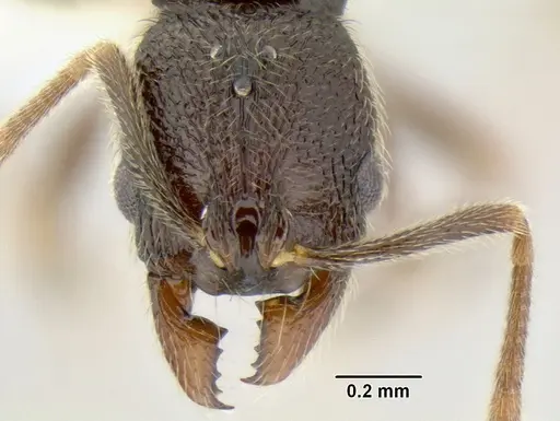 Stenamma catracho - CASENT0621305