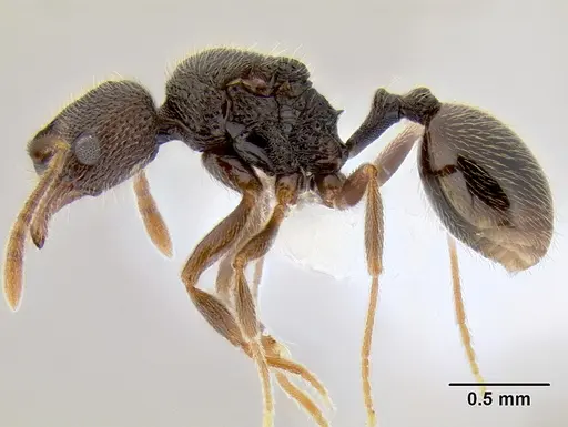 Stenamma catracho - CASENT0621305