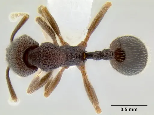 Stenamma catracho - CASENT0621306