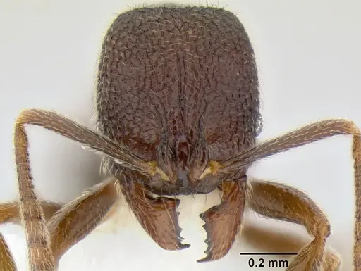 Stenamma catracho - CASENT0621306