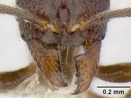 Stenamma catracho - CASENT0621306