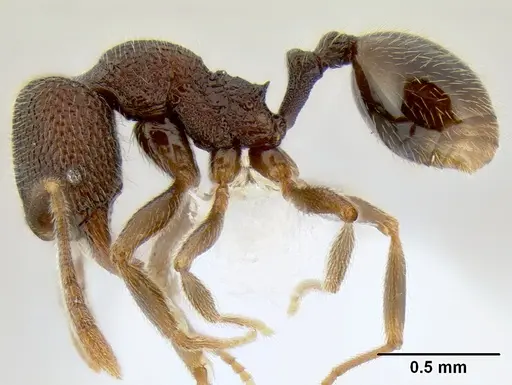 Stenamma catracho - CASENT0621306