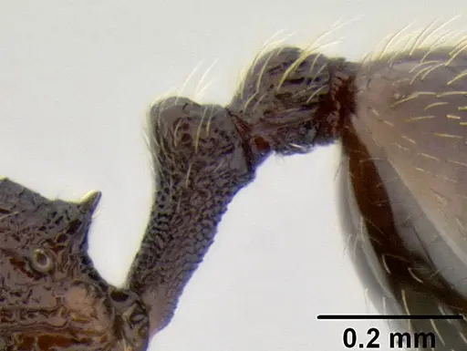 Stenamma catracho - CASENT0621306