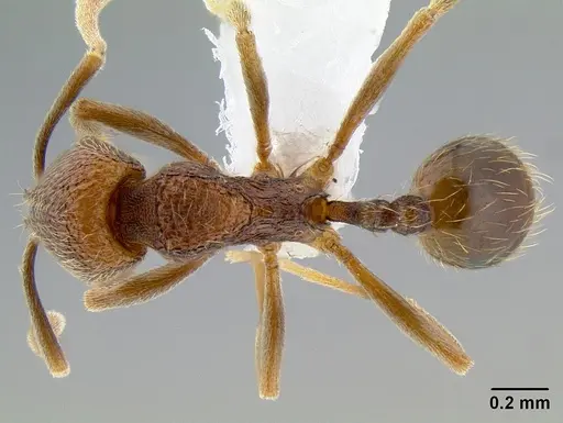 Stenamma catracho - CASENT0621563