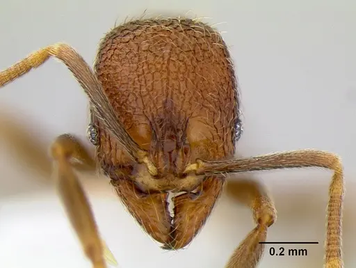 Stenamma catracho - CASENT0621563