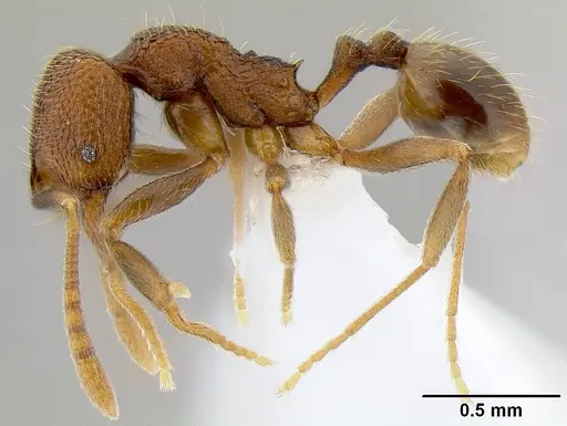 Stenamma catracho - CASENT0621563