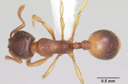 Stenamma chiricahua specimen