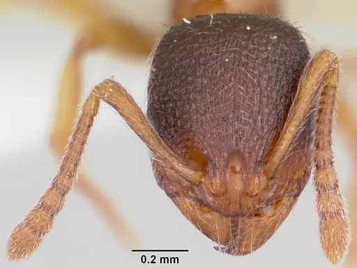 Stenamma chiricahua specimen