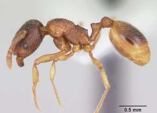 Stenamma chiricahua specimen