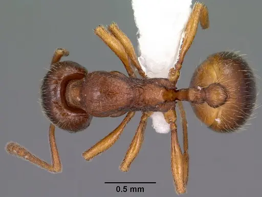 Stenamma chiricahua - CASENT0104469