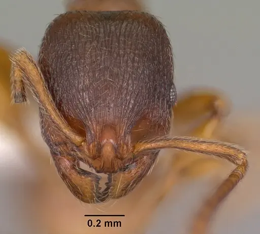 Stenamma chiricahua - CASENT0104469