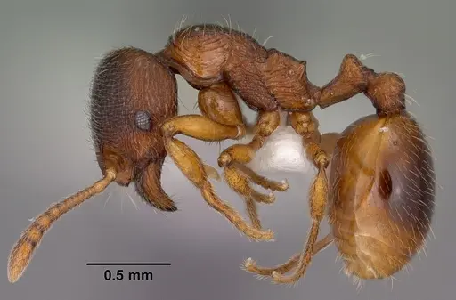 Stenamma chiricahua - CASENT0104469