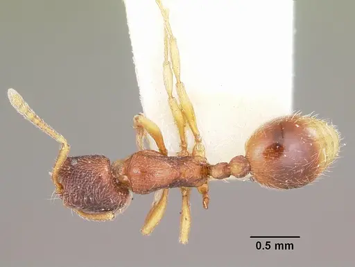 Stenamma chiricahua - CASENT0104793