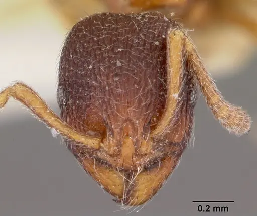 Stenamma chiricahua - CASENT0104793