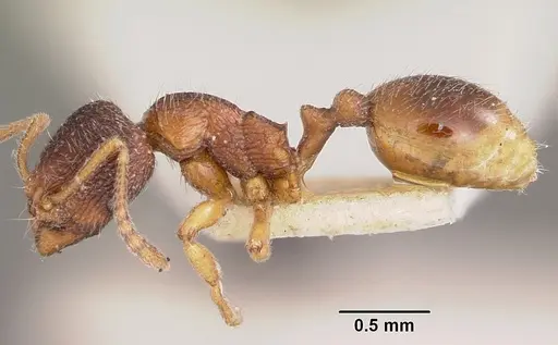 Stenamma chiricahua - CASENT0104793