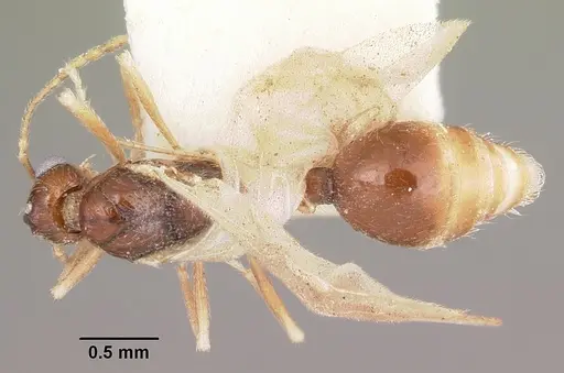 Stenamma chiricahua - CASENT0104794