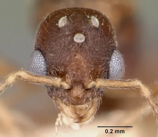 Stenamma chiricahua - CASENT0104794