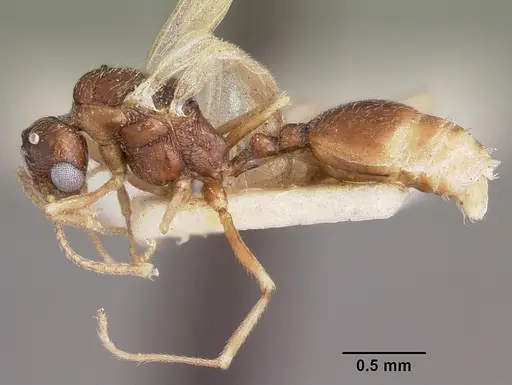 Stenamma chiricahua - CASENT0104794