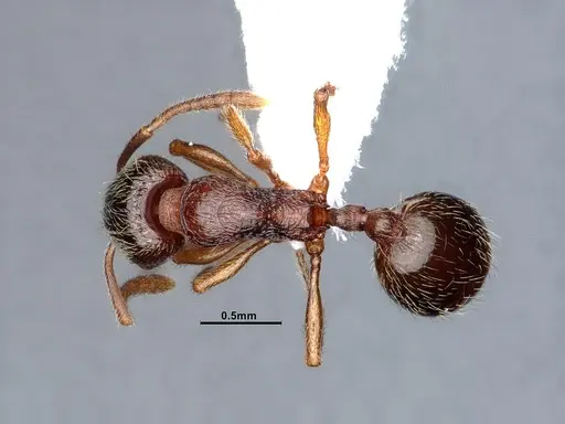 Stenamma chiricahua - CASENT0884445